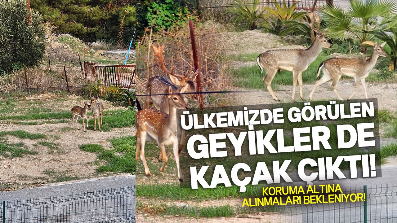 Çatalköy'de geyik görüldü!