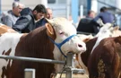 Kurban Bayramı yaklaşıyor... İşte KKTC'de kurbanlık fiyatları...