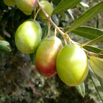Gazimağusa’da zeytin hasadı tarihleri belli oldu