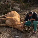 Güney Kıbrıs'ta hayvan besicileri şap tazminatları için eylem yaptı