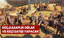 DÜÇ, kasaplık küçükbaş hayvan için ihale düzenleyecek