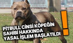 Pitbull cinsi köpek, başka köpeğe saldırarak öldürdü!