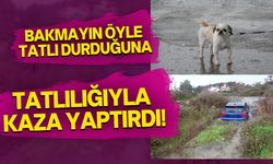 Antalya'da araç şarampole su yatağına uçtu, suçlu köpek oldu!