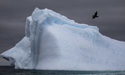 Antarktika ana karasında ilk kez kuş gribine rastlandı