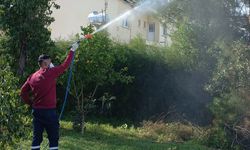 Beyarmudu Belediyesinden çam kese böceğiyle biyolojik mücadele