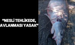 Hayvancılık Dairesi, haftasonu yakalanan Pamuk Köpek Balığı ile ilgili uyardı