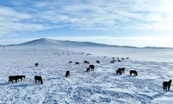 Moğolistan’da çetin hava koşullarından dolayı 4,7 milyondan fazla hayvan telef oldu