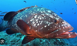Nesli tehlike altındaki kıkırdaklı balık türleri hedef dışı avcılık kurbanı oluyor