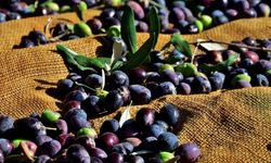 Tarım Dairesi’nden zeytin ve zeytin ürünleri işletmeleri için duyuru