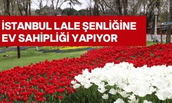 İstanbul'da 8 milyona yakın çiçek dikildi