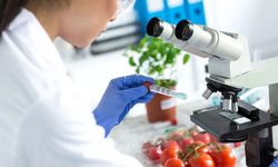Gıda analizlerinde yerli ve ithal domateste limit üstü kalıntı bulundu