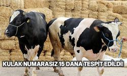 Düzova'da bir hayvancı hakkında yasal işlem başlatıldı