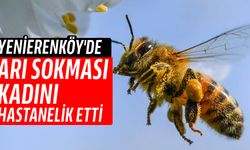 Yenierenköy'de 38 yaşındaki kadın arı sokması sonucu yoğun bakıma alındı!