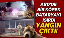 ABD'de bataryayı ısıran köpek yangın çıkardı