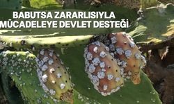 Ağustos ayı sonunda bitki koruma ürünü dağıtımına başlanacak