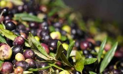 Girne'de zeytin toplama tarihleri açıklandı