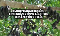 Güzelyurt’ta zeytin ve harup hasadına başlama tarihleri açıklandı