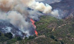 Madeira adasındaki orman yangını, adanın yüzde 6'sından fazlasını kül etti