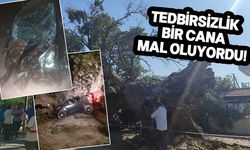 Minareliköy'de 5 asırlık ağaç devrildi, 1 kişi yaralandı!