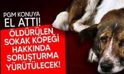 Paşaköy'deki başıboş köpeğin vurulması ile ilgili polis açıklaması geldi!