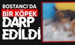 Bostancı’da bir köpek darp edilmiş halde bulundu