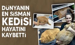 Dünyanın en şişman kedisi, girdiği zayıflama kampında hayatını kaybetti