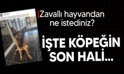 Gündemden düşmeyen Bostancı'daki köpeğin son hali!