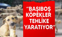 Lefke Çevre ve Ekoloji Derneği: “Başıboş köpeklerin sayısında gözle görülür bir artış var"