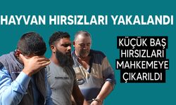 Yeşilyurt'ta hırsızlık : 13 koyun ve 2 koç çalındı