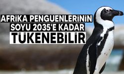 Afrika penguenleri tehkikede