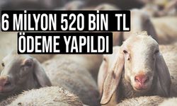 Anaç küçükbaş hayvan artış ödemeleri yapıldı