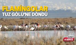 Şu ana kadar 300 civarı flamingo geldi