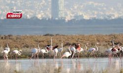 Yüzlerce flamingo Ağrotur Tuz Gölü'ne geri döndü