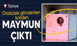 Antalya'da otobüsle gönderilen koliden maymun çıktı