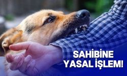 Başıboş bırakılan köpek yürüyüş yapan bir kişiyi ısırarak yaraladı