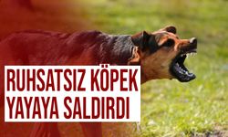 Doğanköy'de ruhsatsız bir köpek yayaya saldırdı!