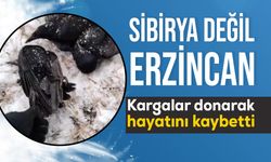 Erzincan’da kargalar dondu