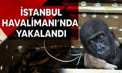 Nesli tükenmek üzere olan 'goril yavrusu' İstanbul'da yakalandı