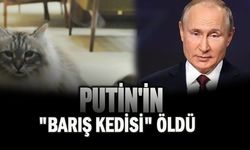 Putin, Barış (Mir) adlı kediyi Akita Valisi Norihişa Satake'ye 2012'de hediye olarak göndermişti