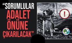 Avcılık Federasyonu'ndan zehirlenen av köpekleriyle ilgili açıklama!