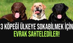 Farklı cins üç köpeği ülkeye sokmak için sahte resmi evrak düzenlediler!