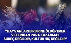 Hayvan hakları savunucularından horoz dövüşlerini "kültür" olarak niteleyen Tosunoğlu'na sert tepki!