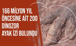 İngiltere'de 166 milyon yıl öncesine ait 200 dinozor ayak izi bulundu