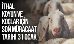 İthal edilecek Asaf ırkı koyun ve koçlar için son müracaat tarihi 31 Ocak