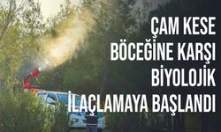 LTB çam kese böceğine karşı biyolojik ilaçlamaya başladı