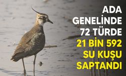 Ada genelindeki sayımda 72 türde 21 bin 592 su kuşu saptandı