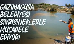 Gazimağusa Belediyesi sivrisineklere yönelik biyolojik mücadelesini sürdürüyor