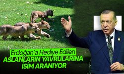 Cumhurbaşkanı Erdoğan’a Hediye Edilen Aslanların Yavrularına İsim Aranıyor