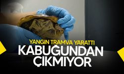 Bursa’daki Orman Yangınlarında Hayvanlar da Zarar Gördü