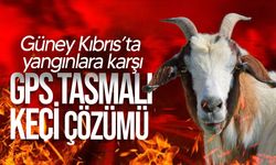 Güney Kıbrıs'ta yangınlara karşı savaşta 'GPS tasmalı keçi' programı başlatıldı!